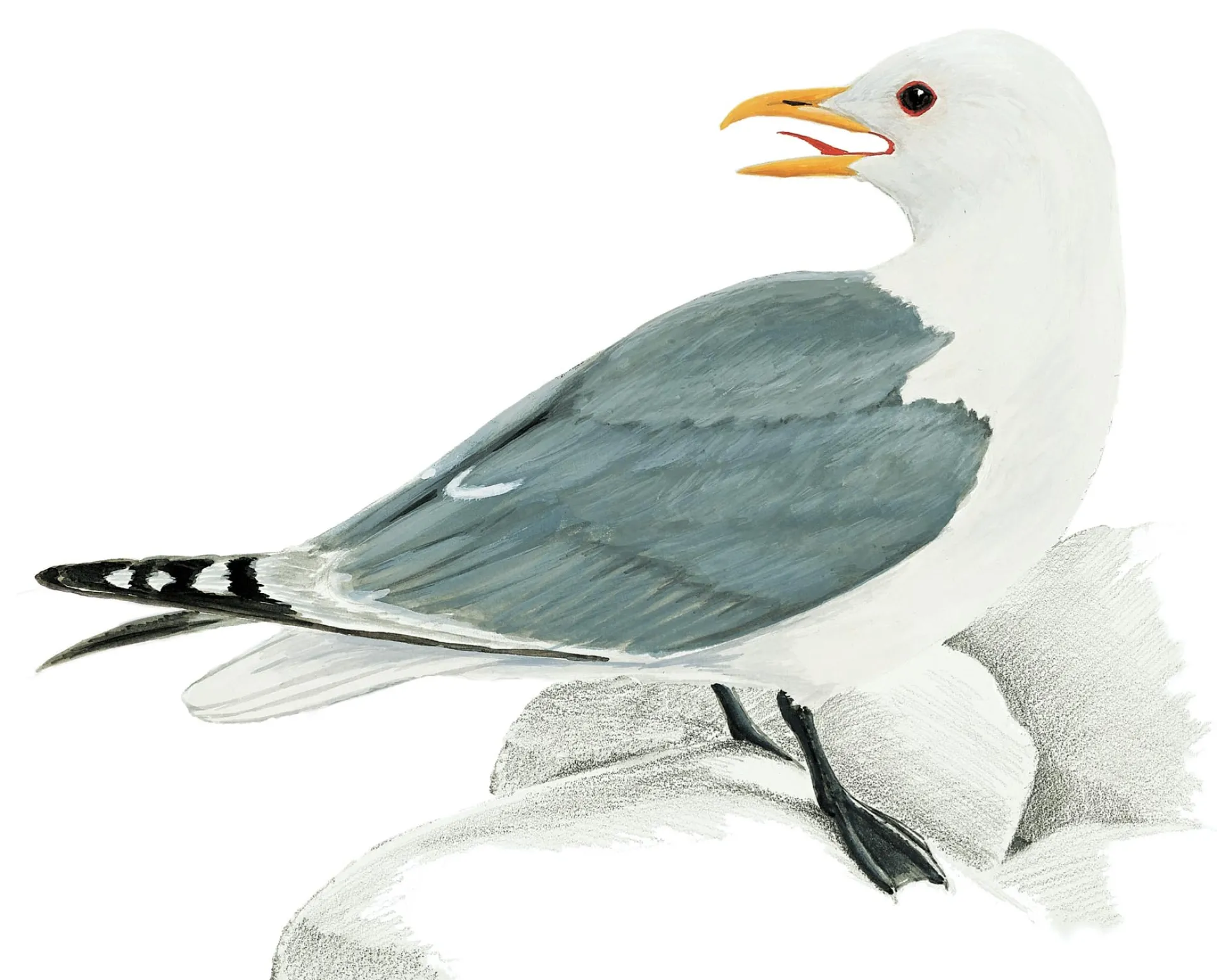 Black-legged Kittiwake