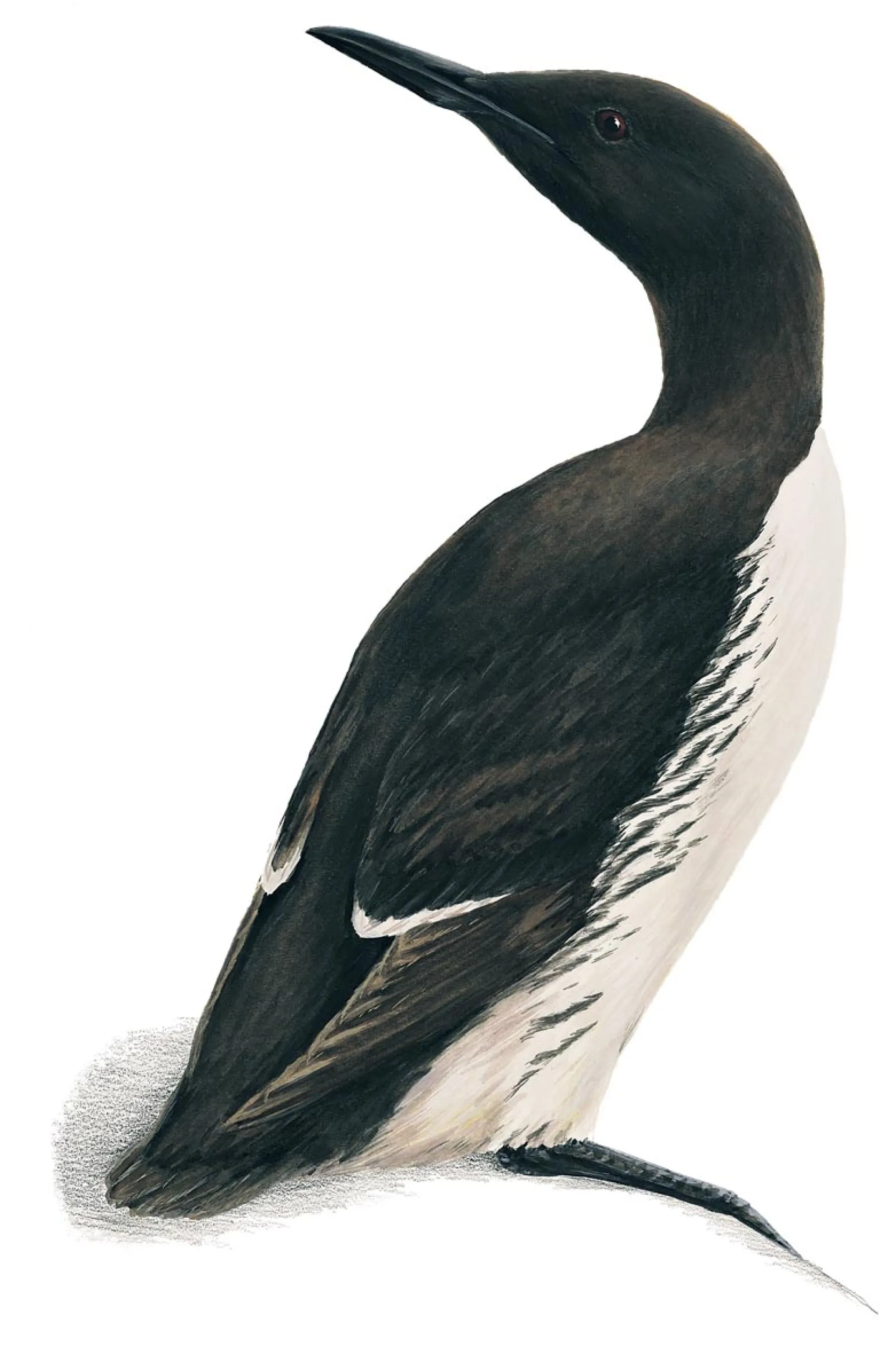 Common Guillemot