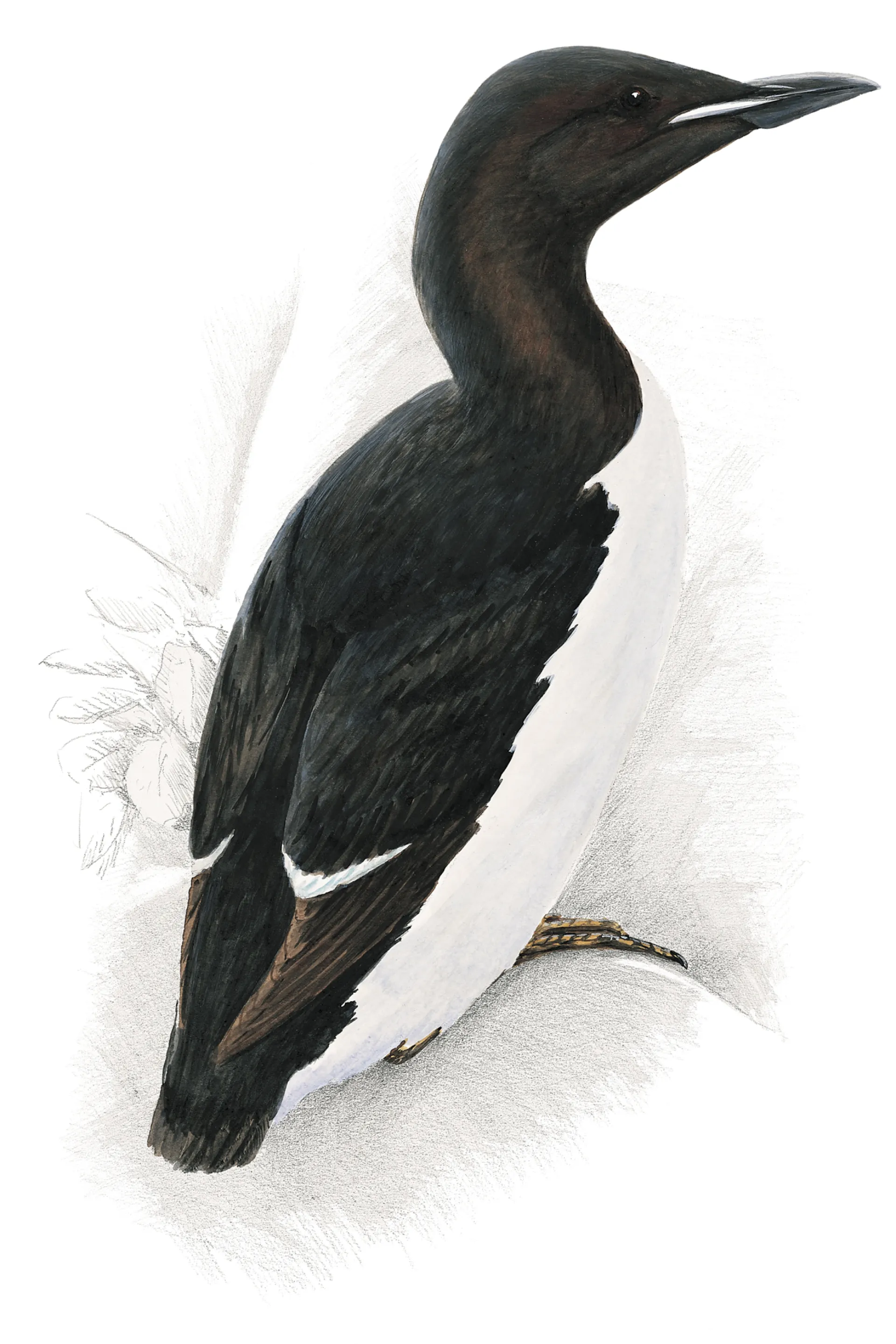 Brünnich‘s Guillemot