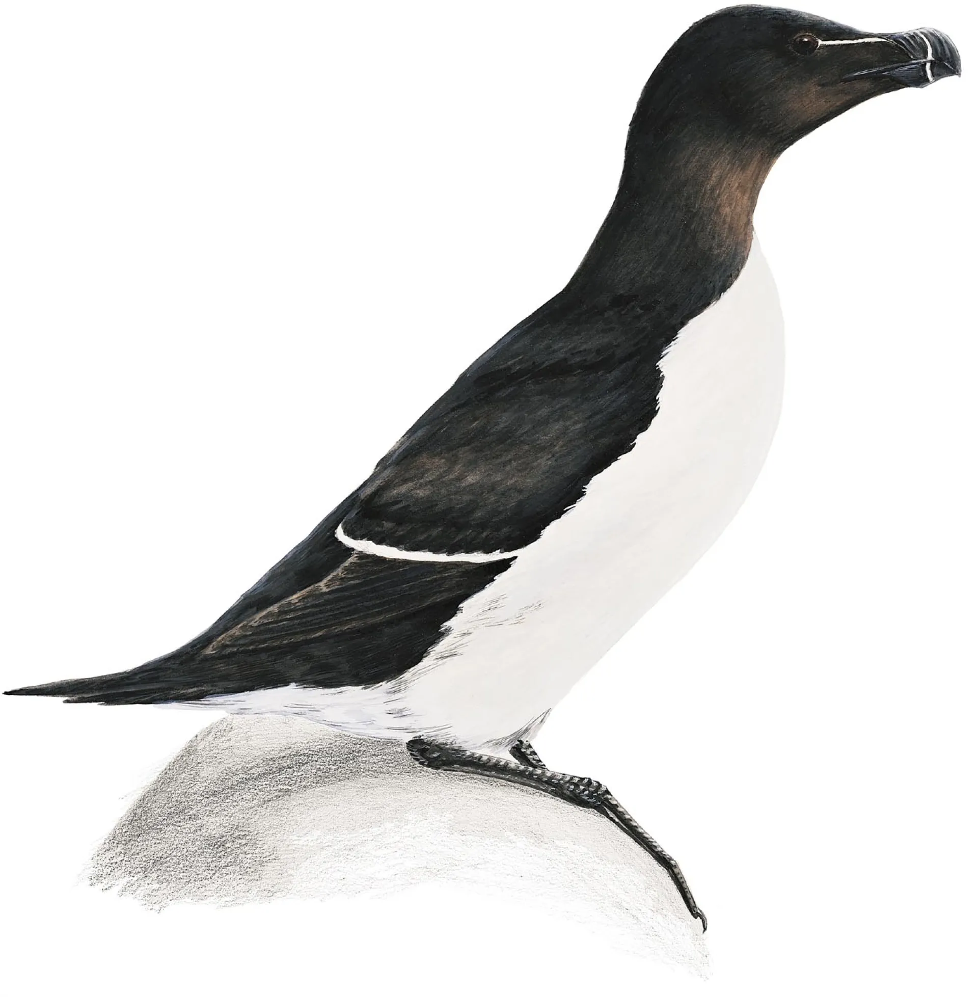 Razorbill