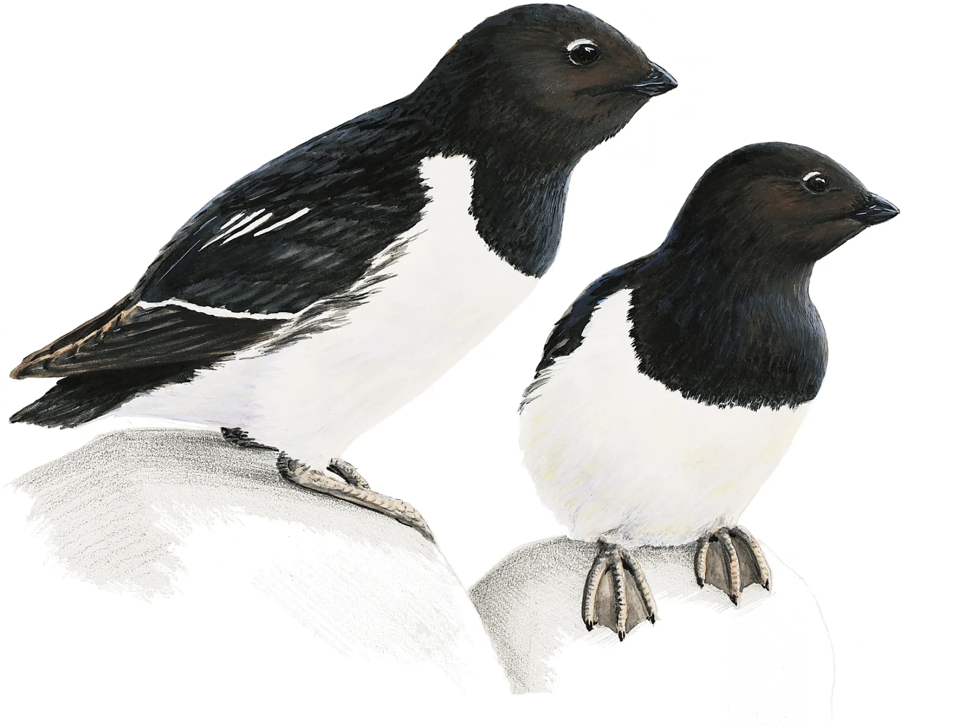 Little Auk