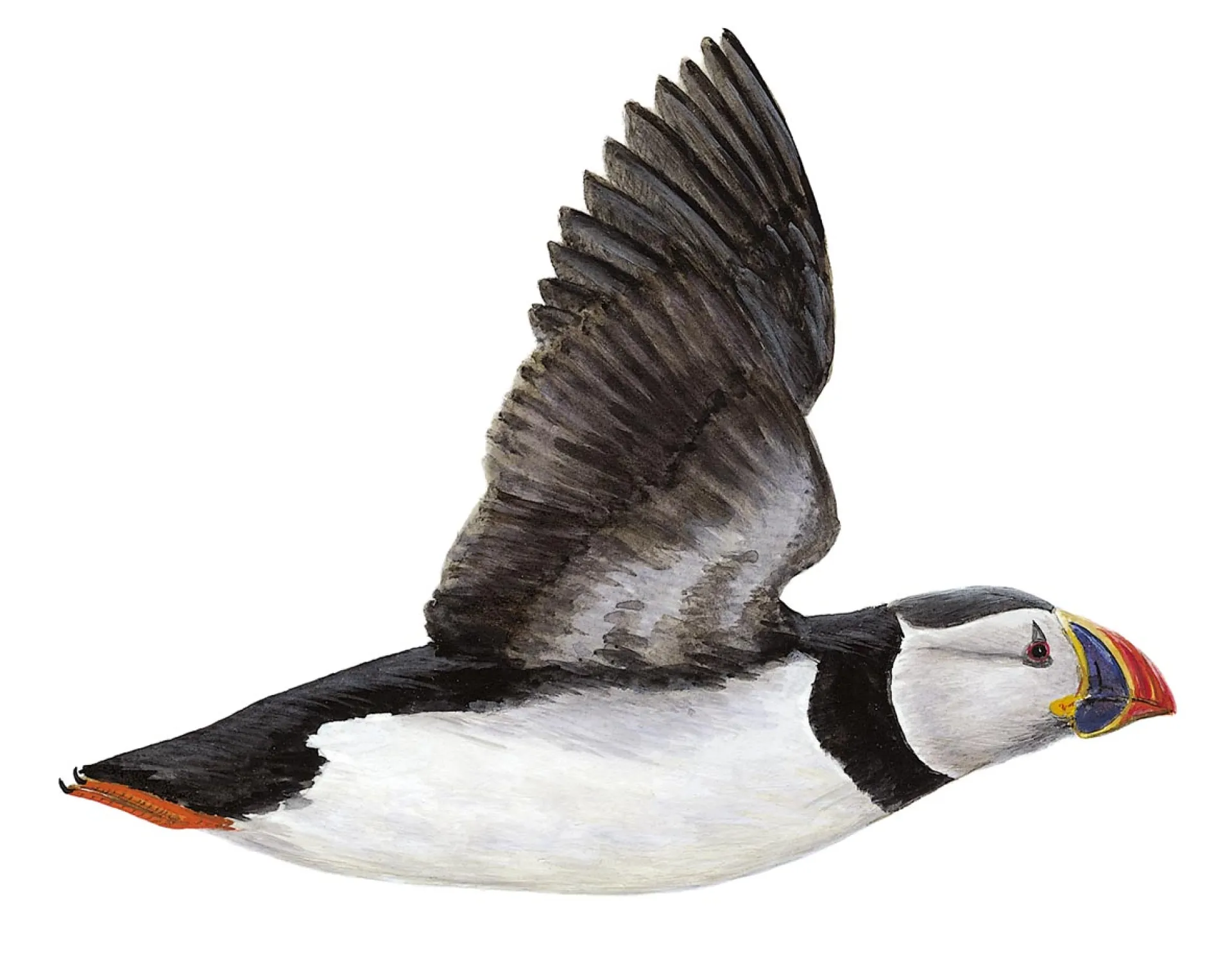 Atlantic Puffin