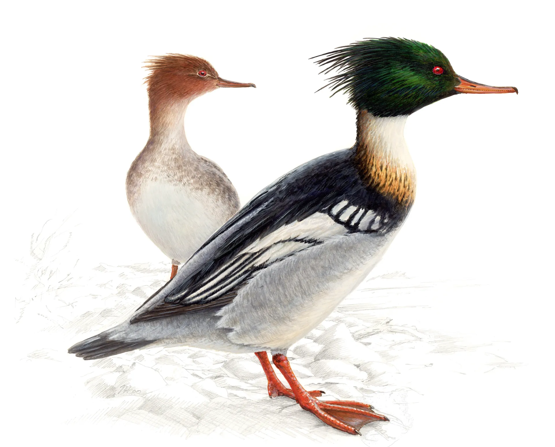 Red-breasted Merganser