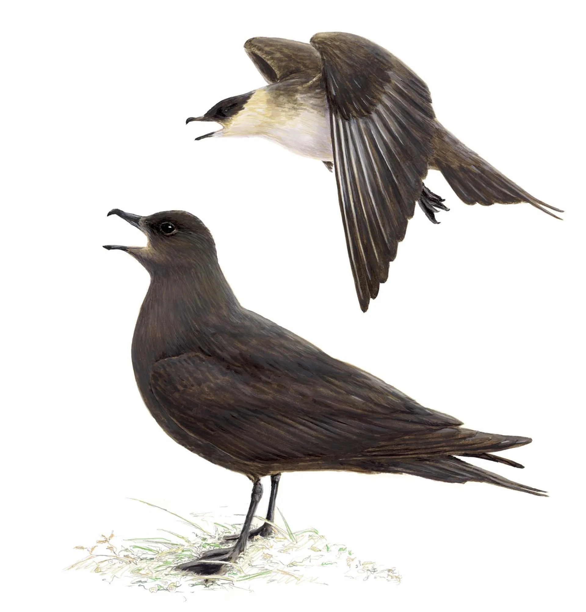 Arctic Skua - Dark Morph