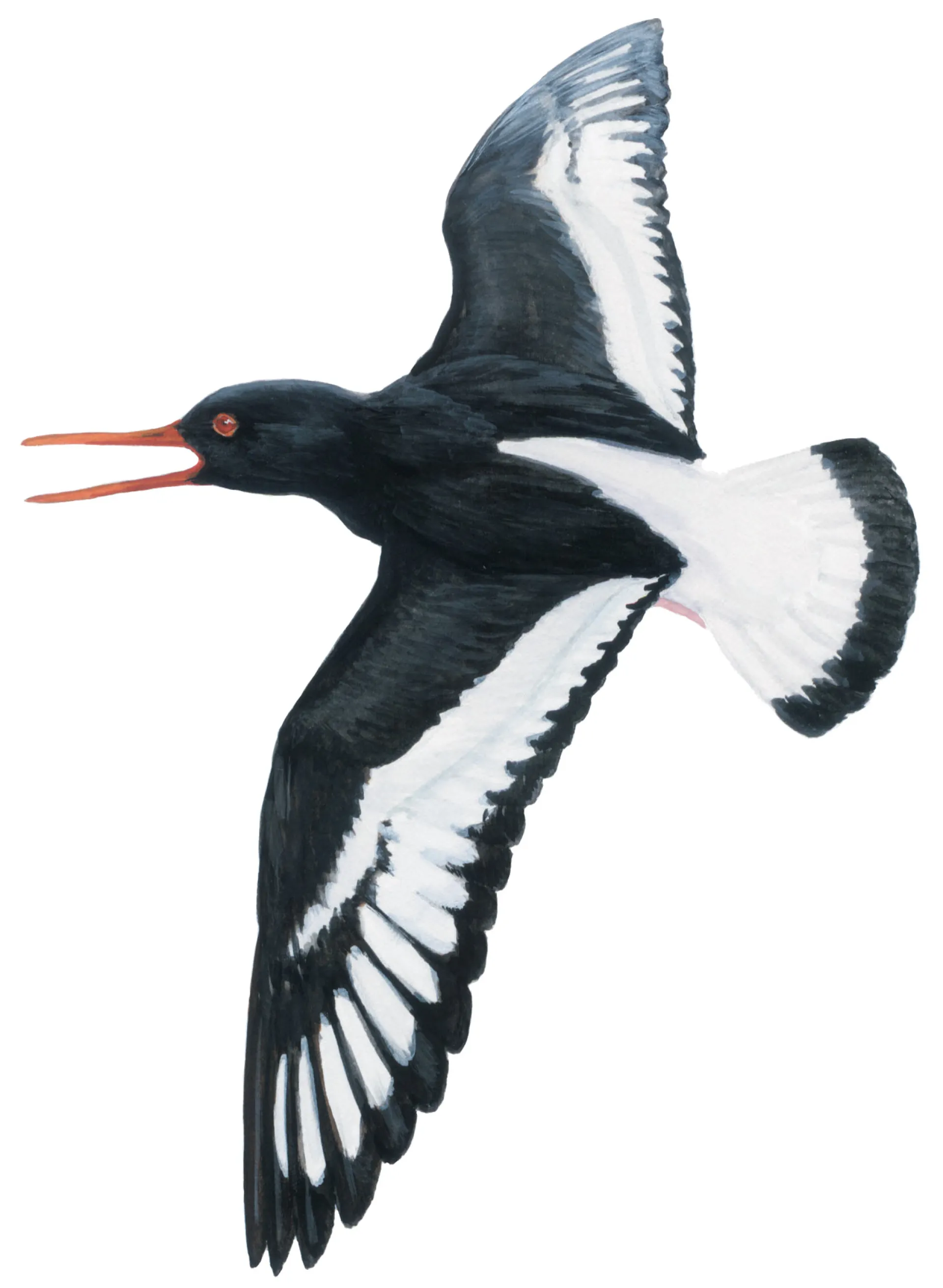 Oystercatcher