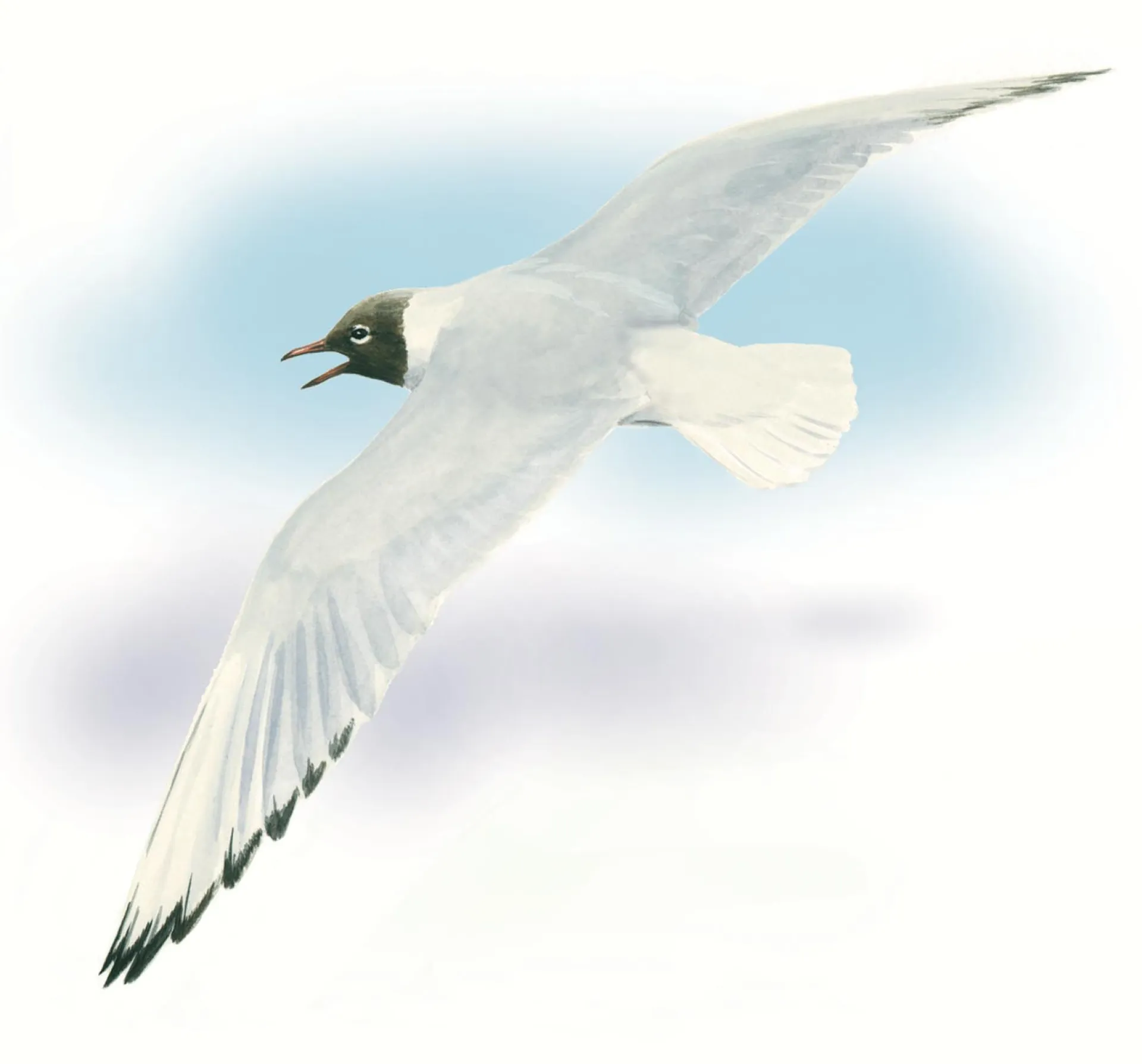 Black-headed gull