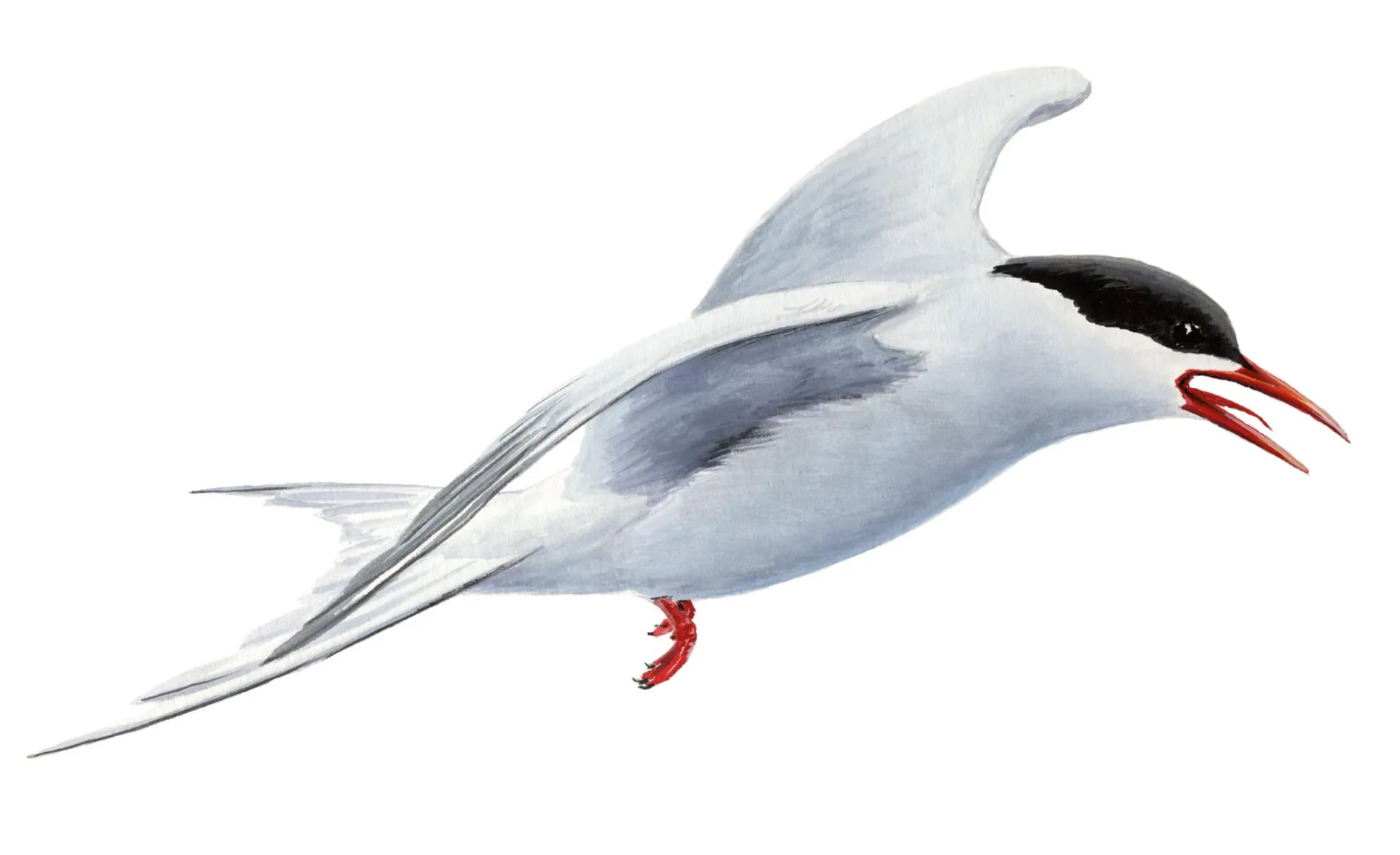 Arctic Tern