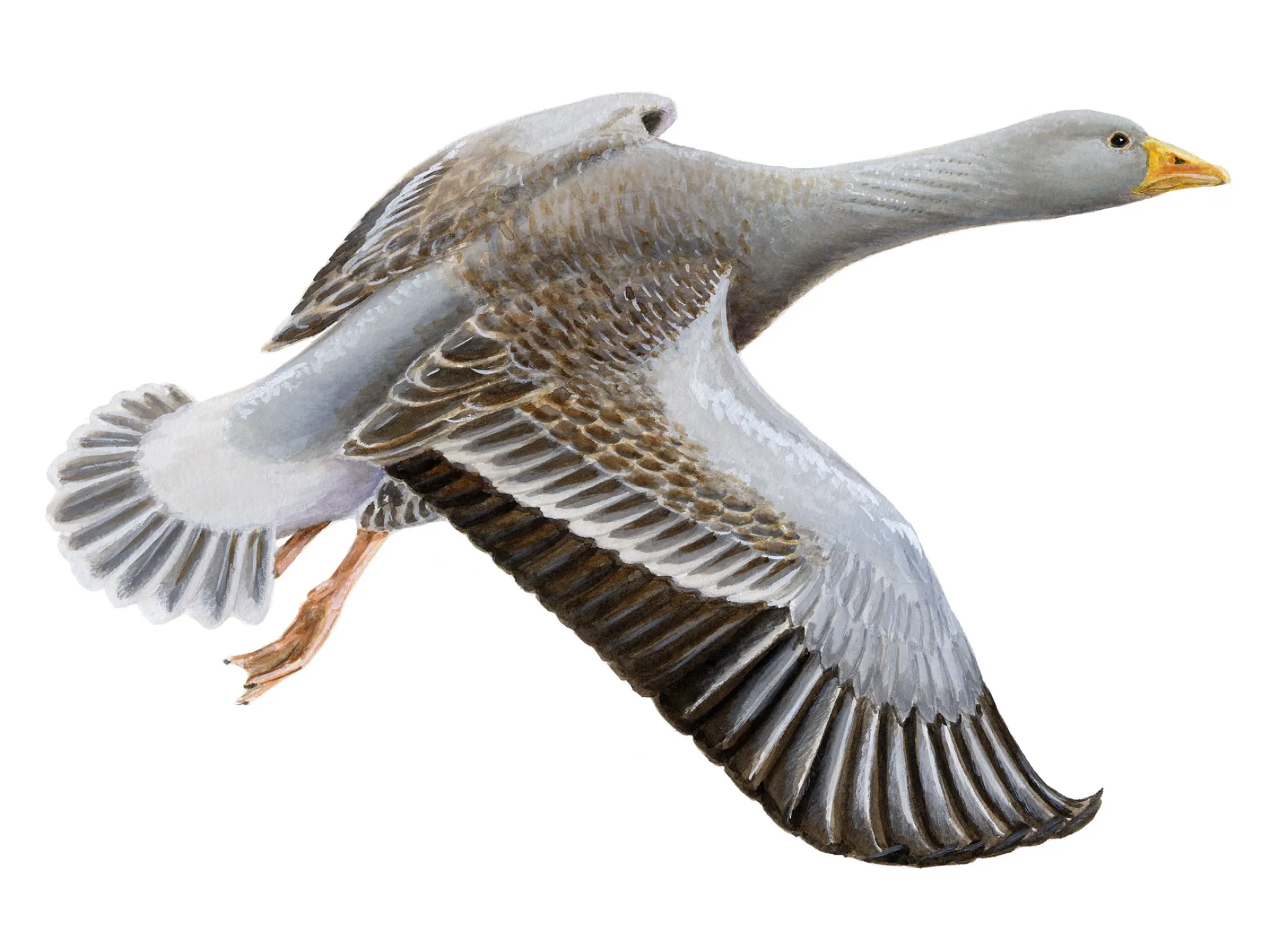 Greylag Goose