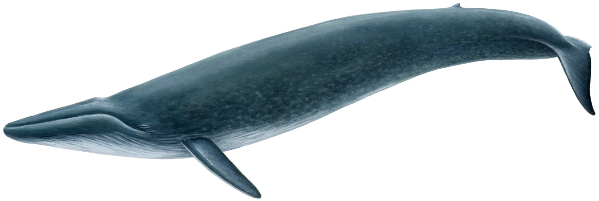 Blue Whale