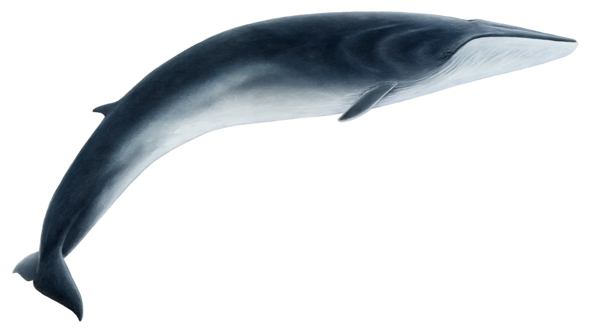 Fin Whale