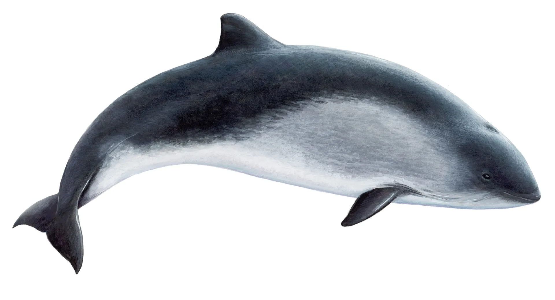 Harbour Porpoise