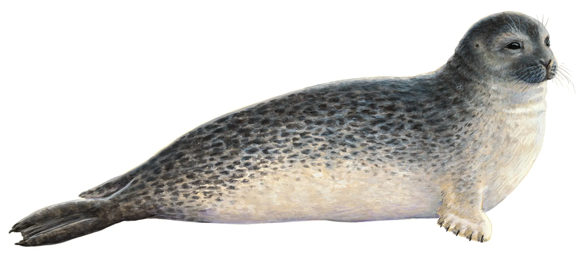 Harbour Seal