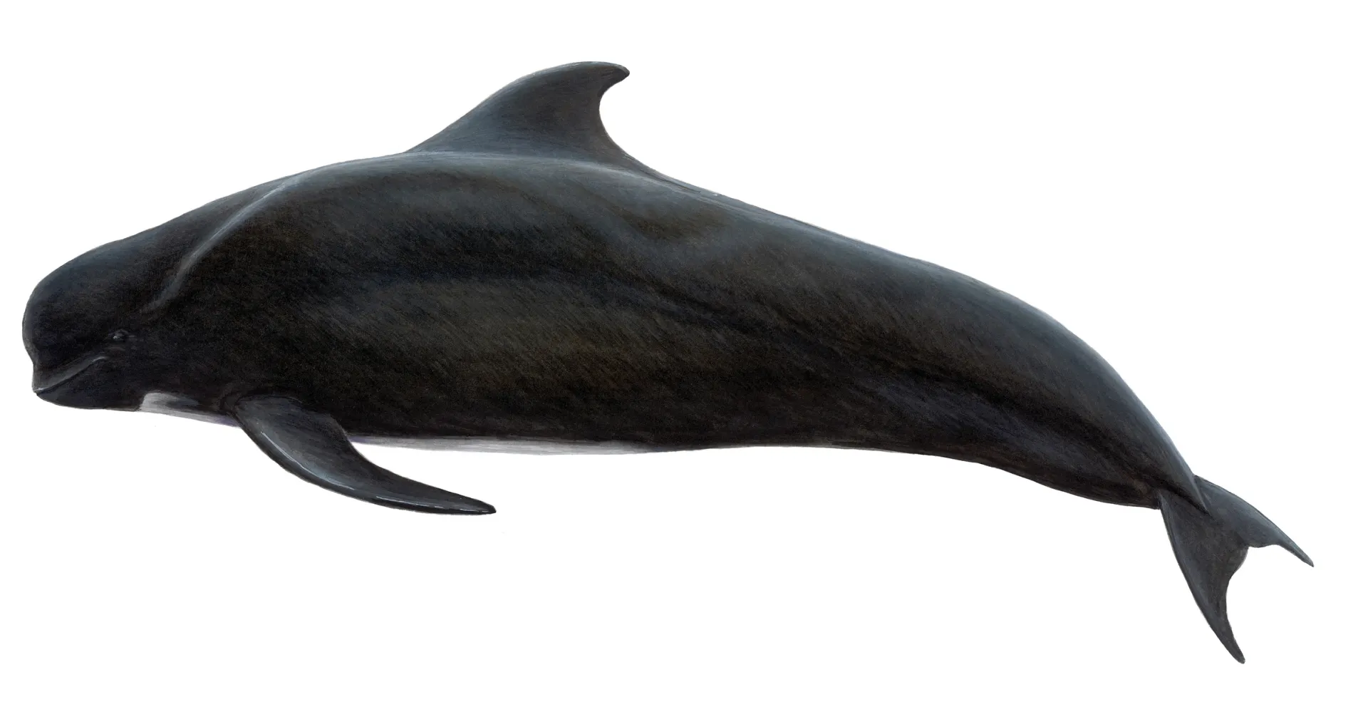 Pilot Whale