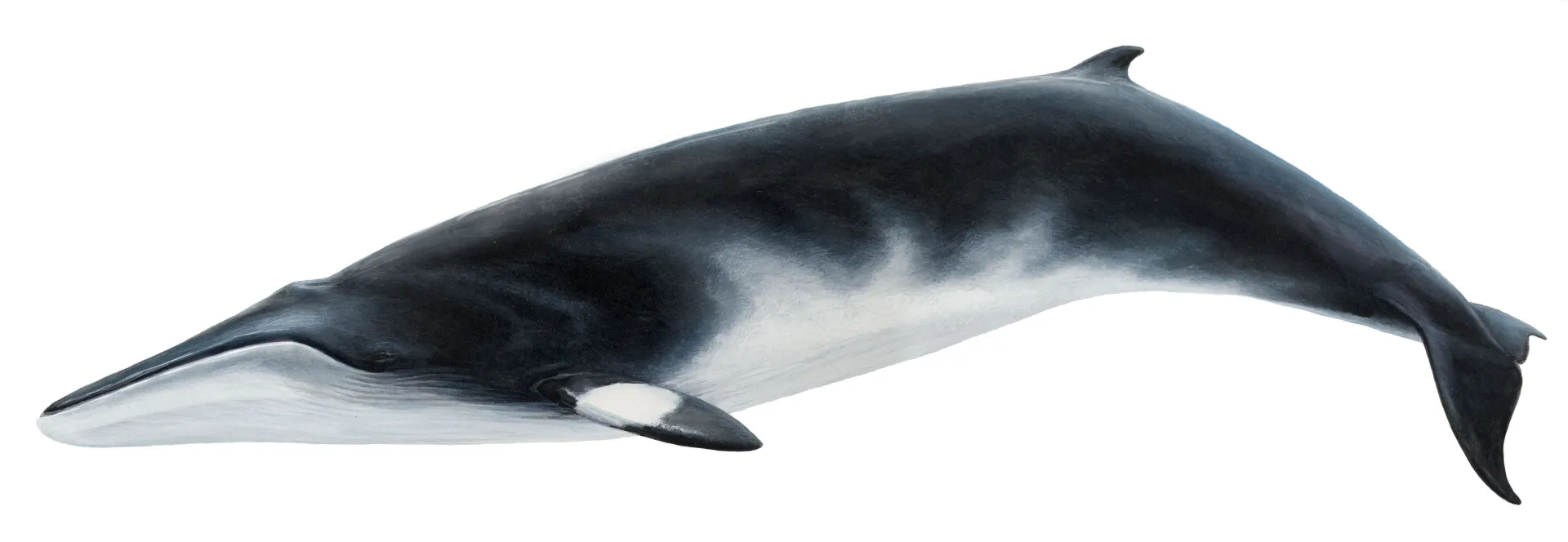 Minke Whale