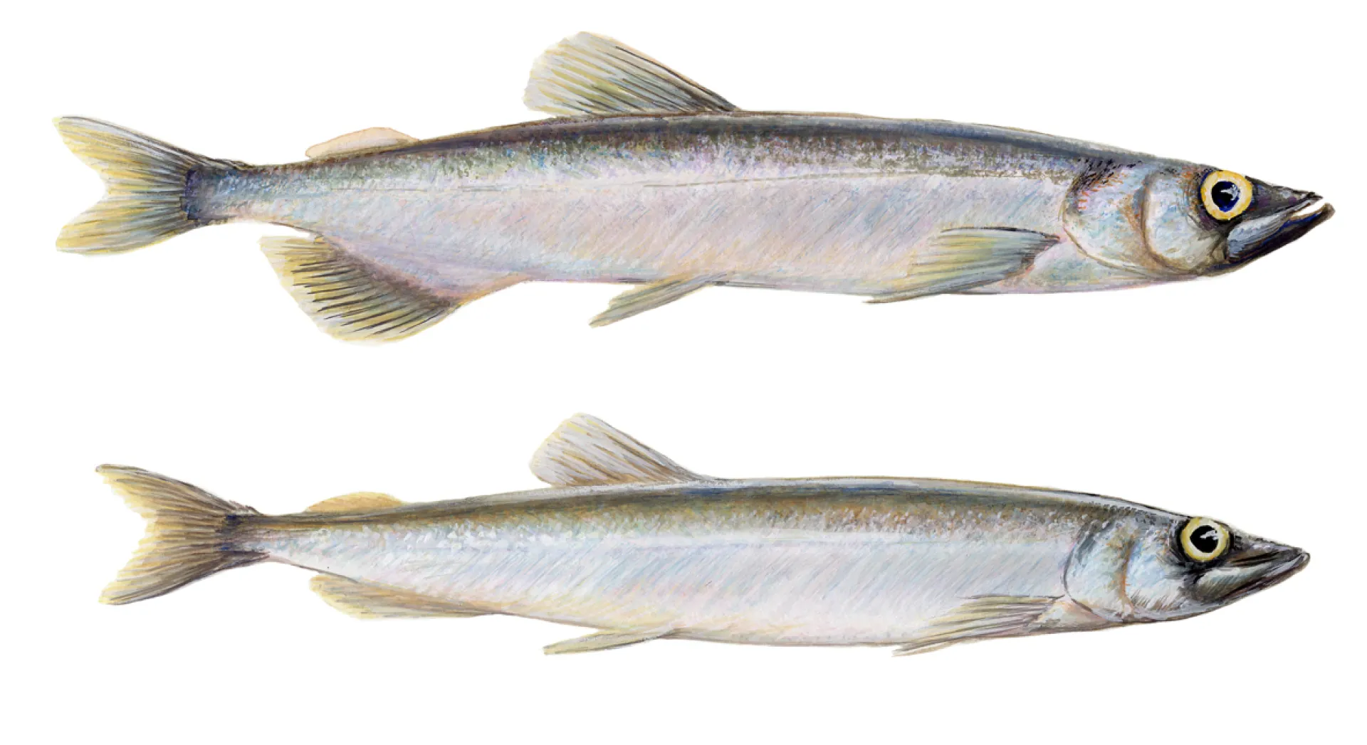 Capelin