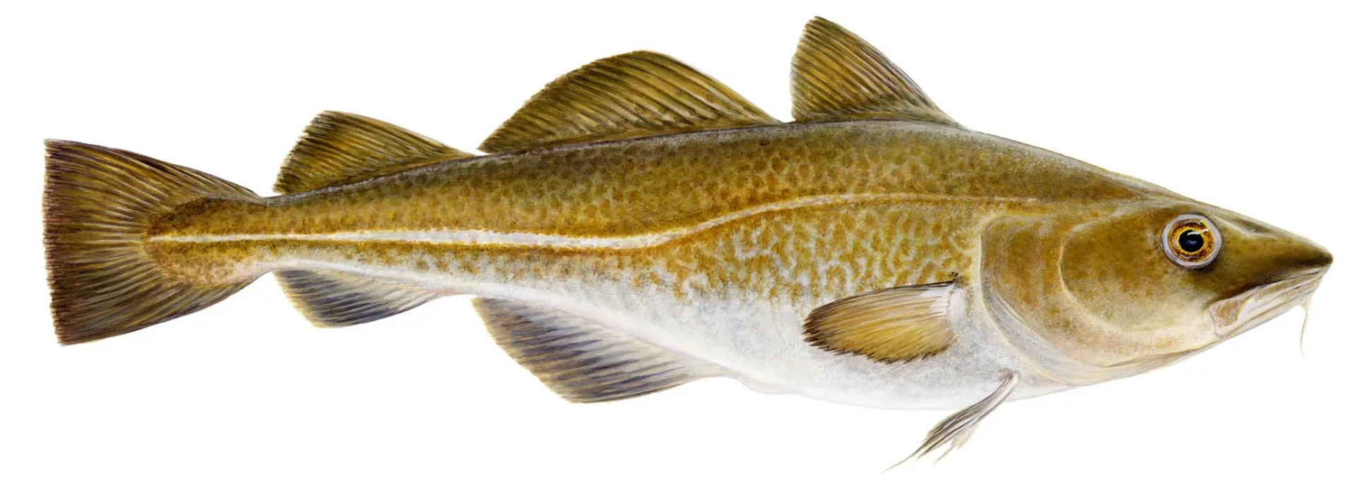 Atlantic Cod