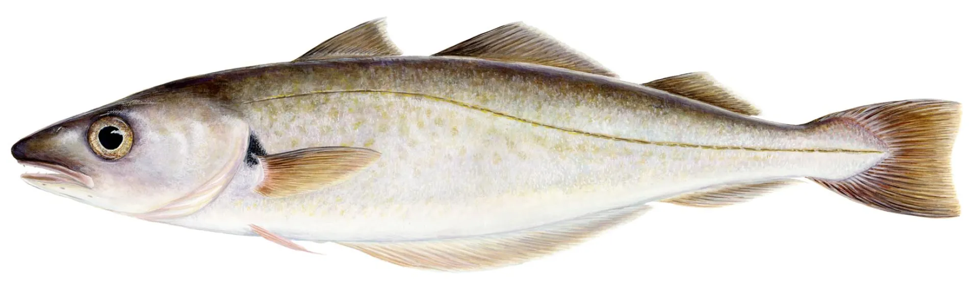 Whiting