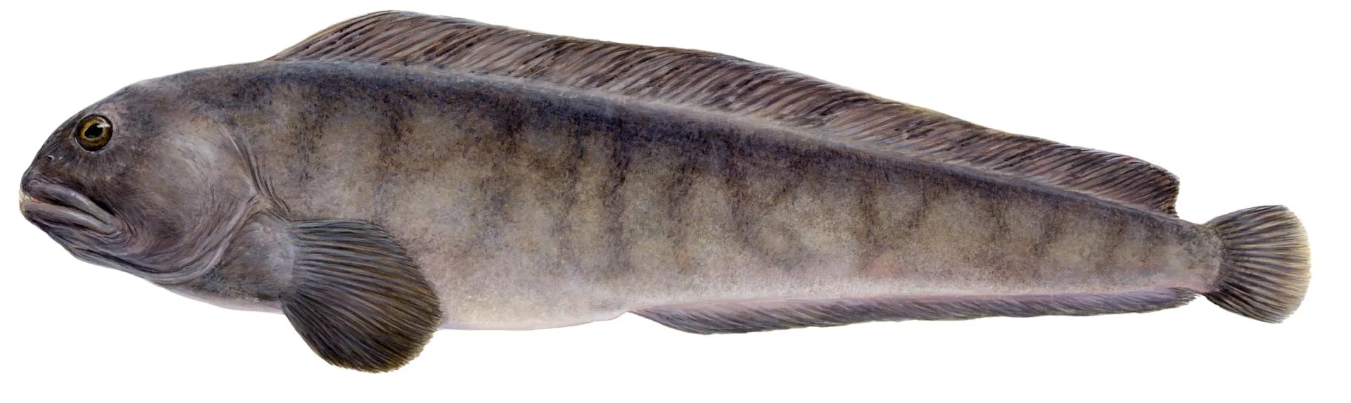 Atlantic Wolffish