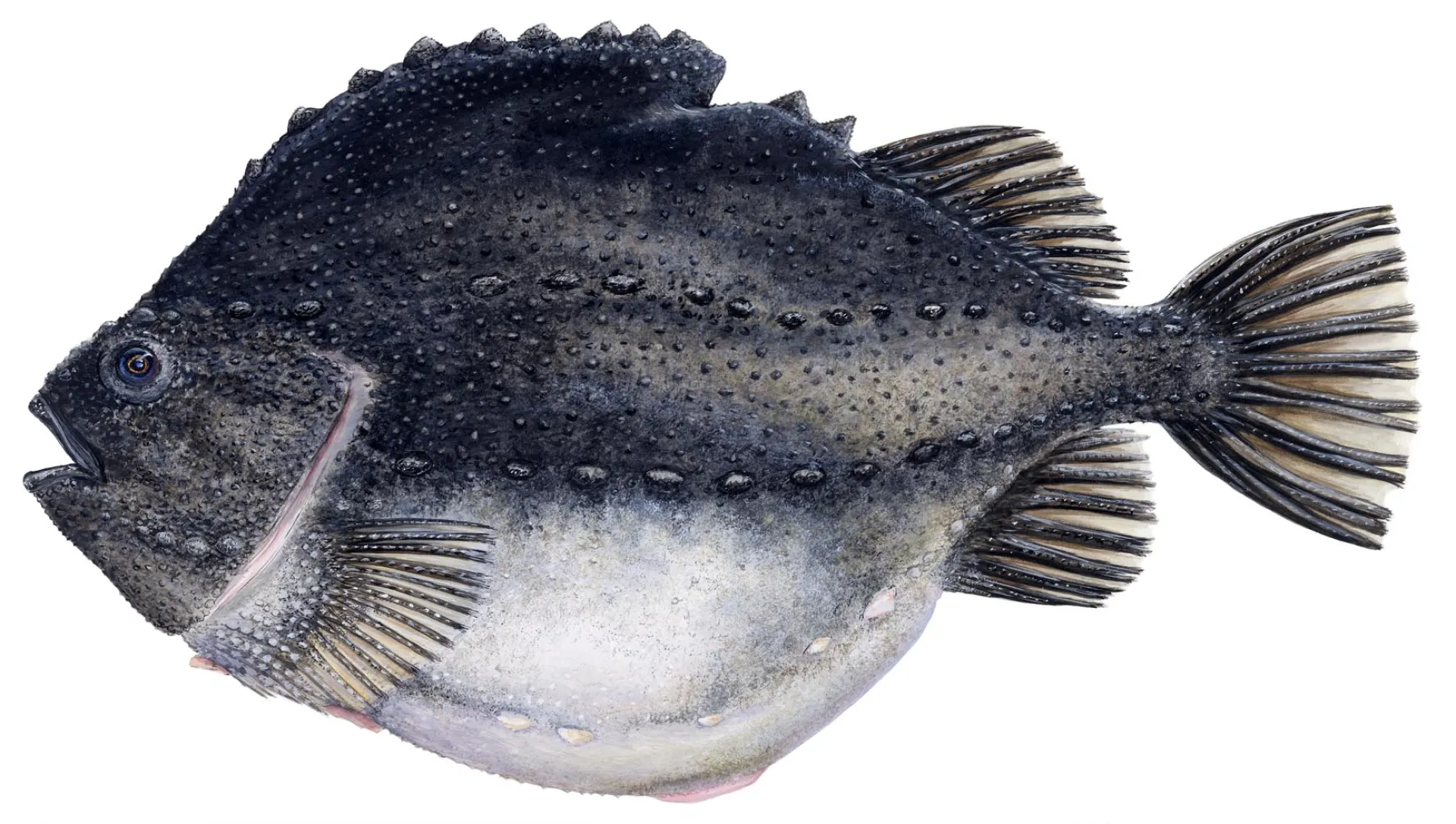 Lumpfish