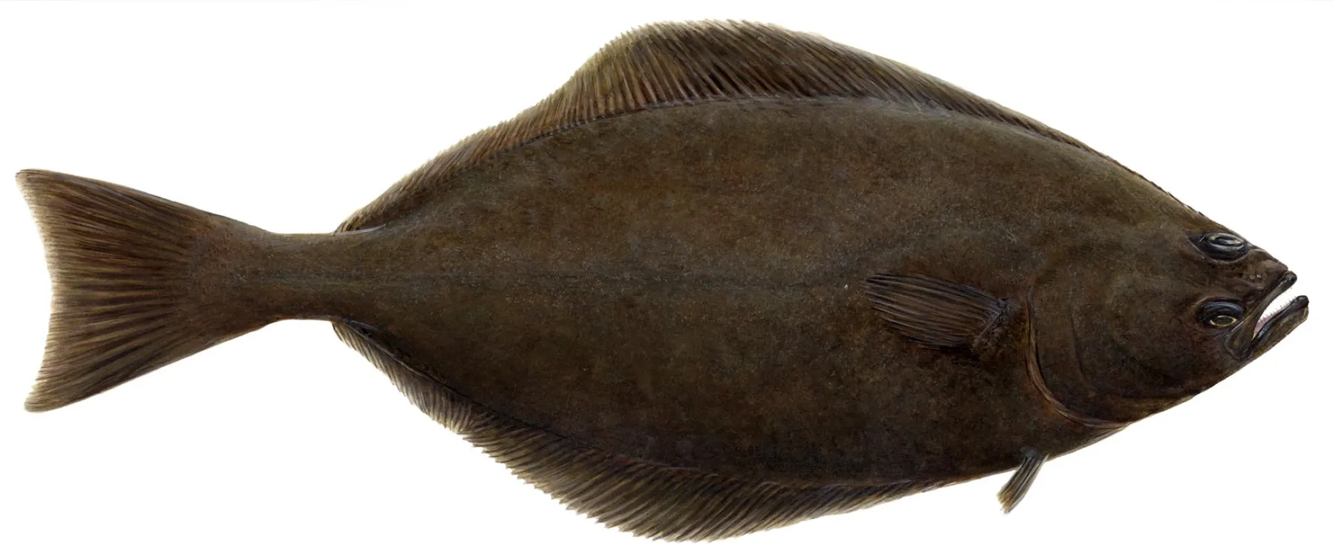 Atlantic Halibut