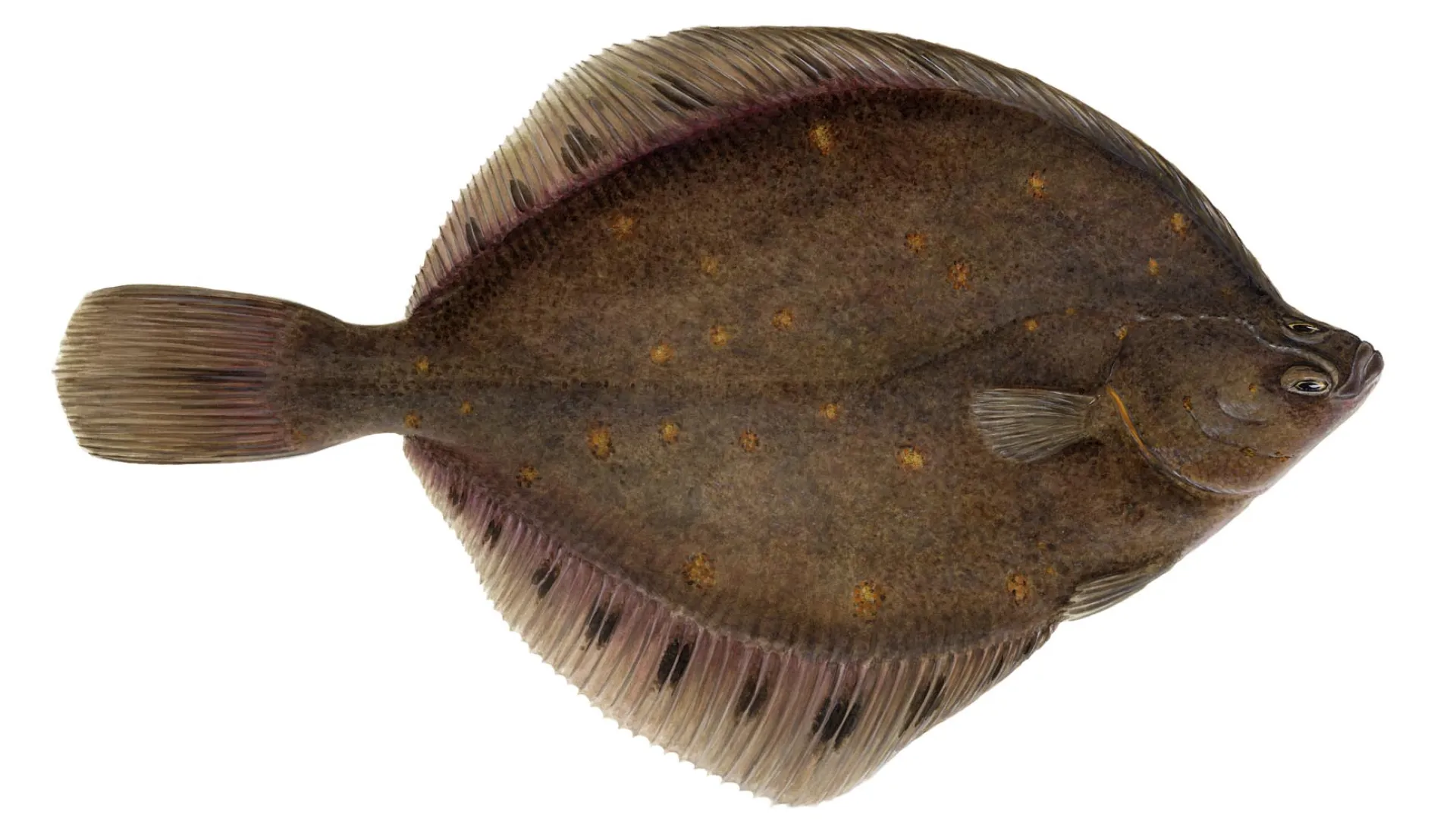 European Plaice