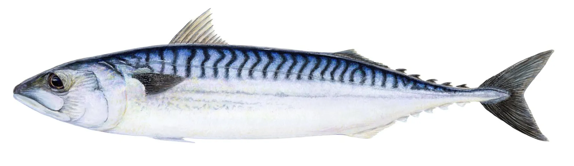 Atlantic Mackerel