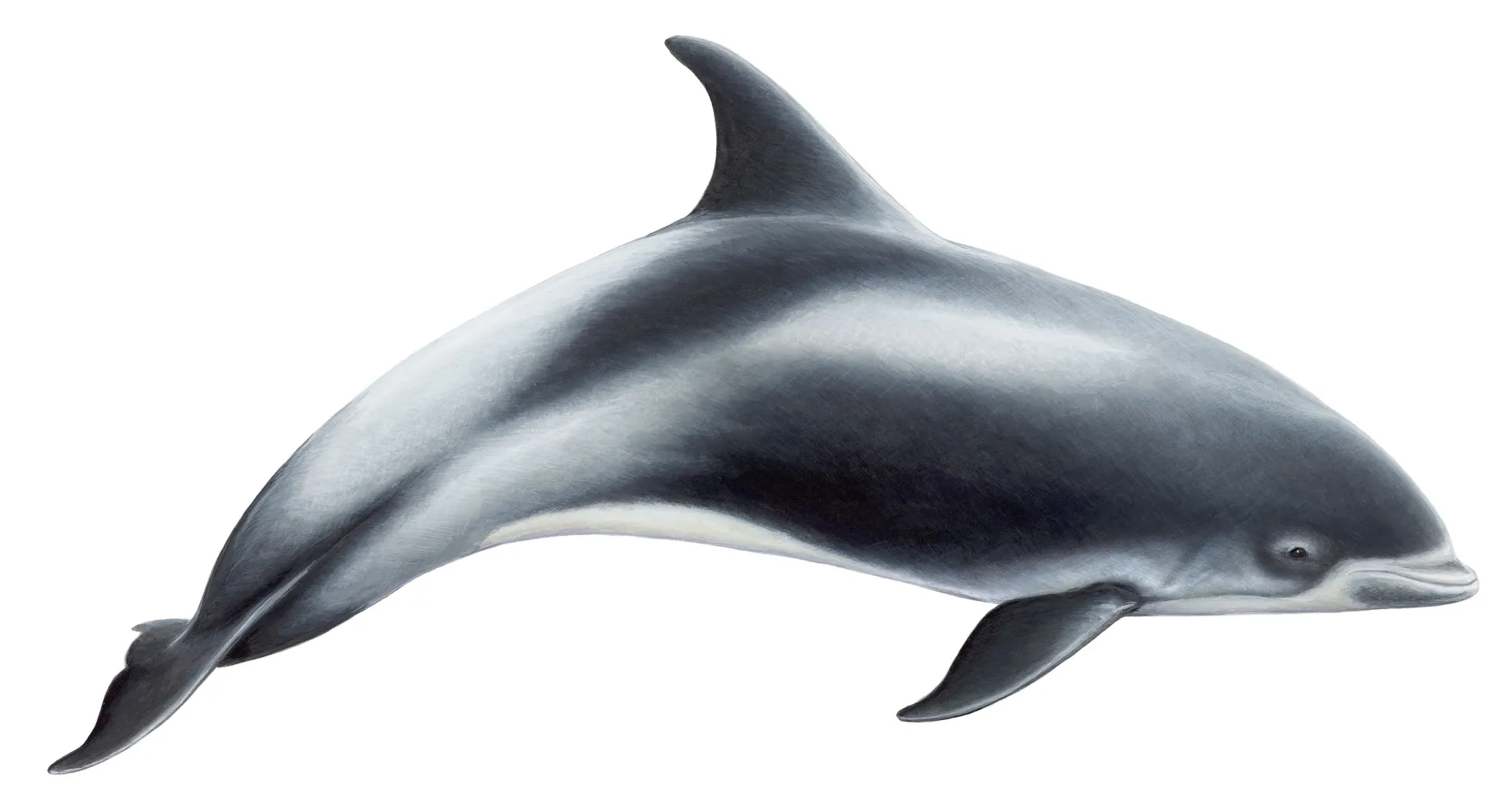 White-beaked Dolphin