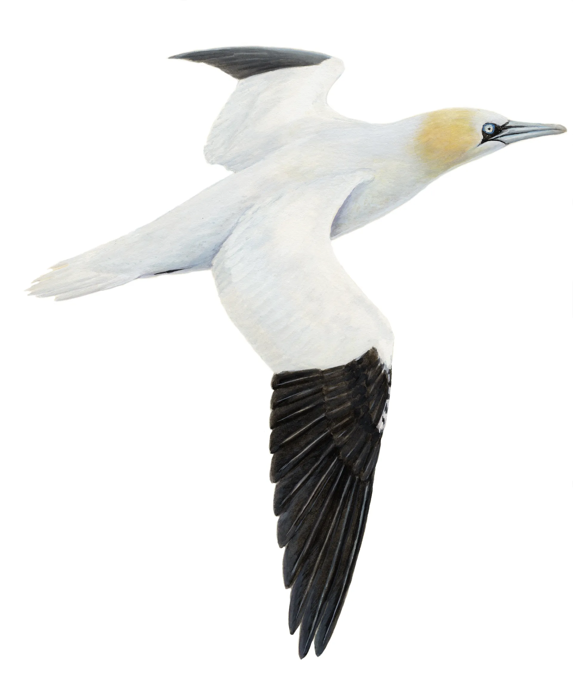 Northern Gannet