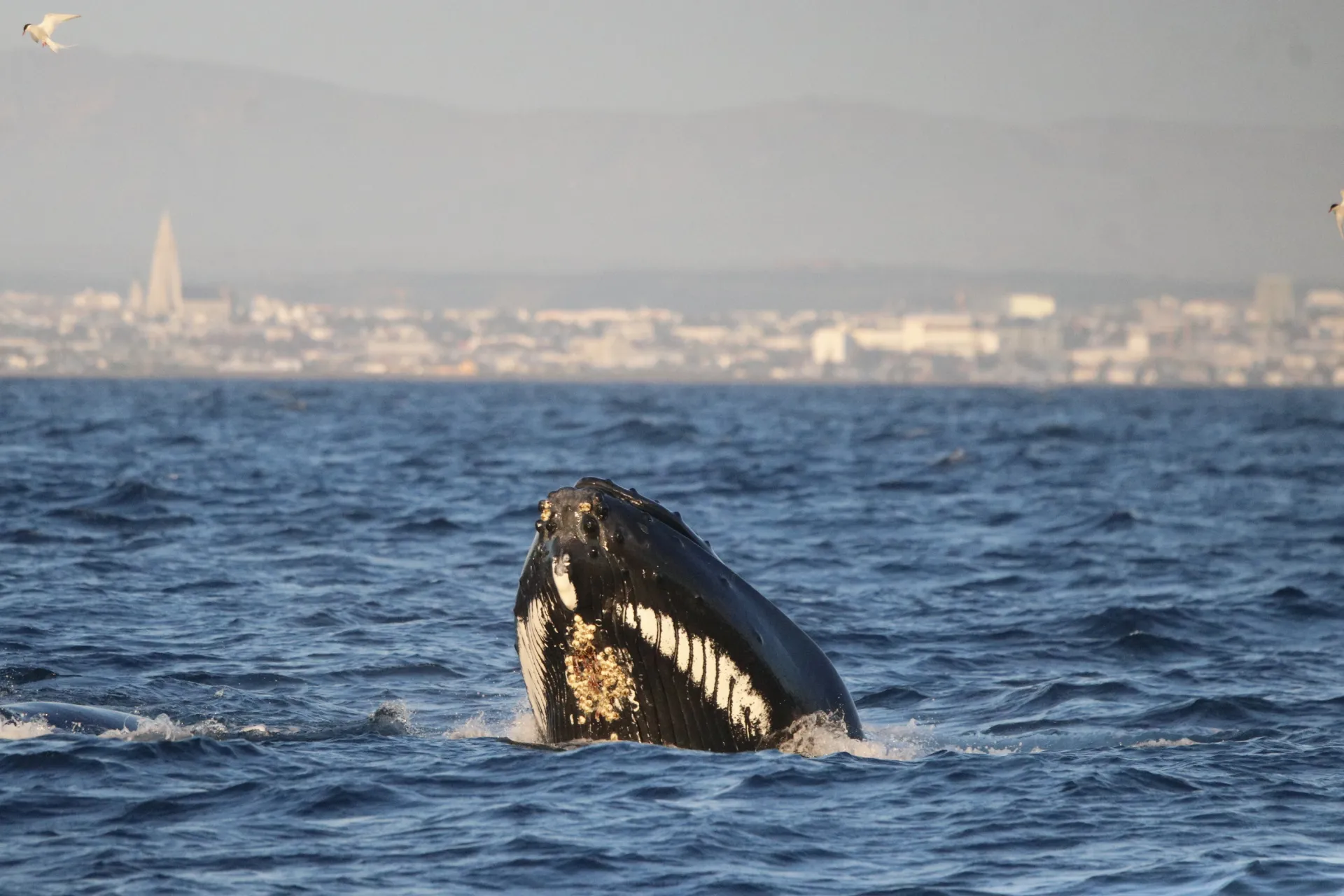 Humpback Whale spy-hopping with the City of Reykjavík in the background