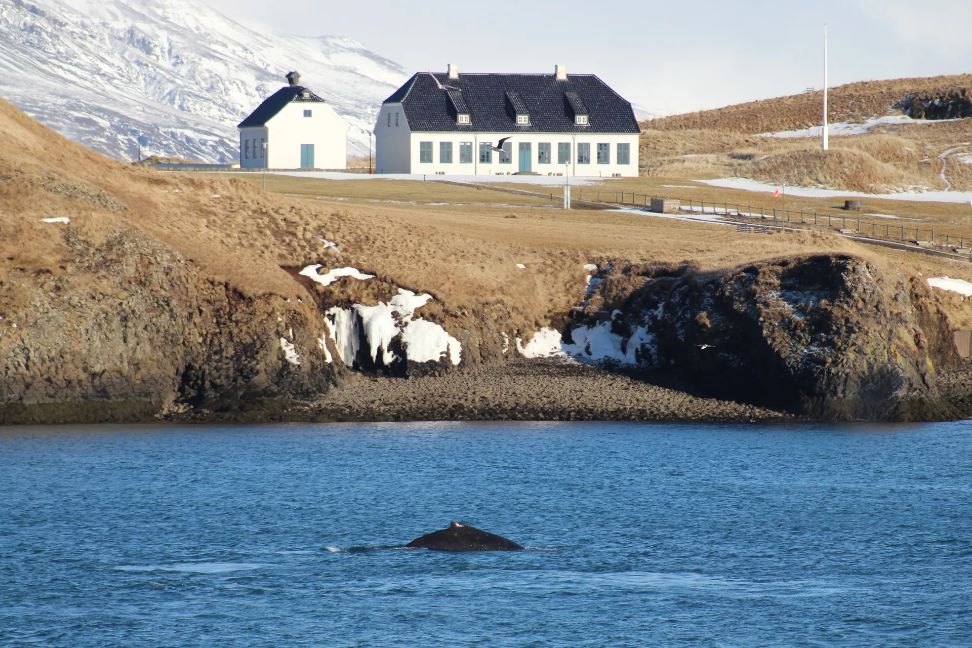 humpback whale in front of Viðey island