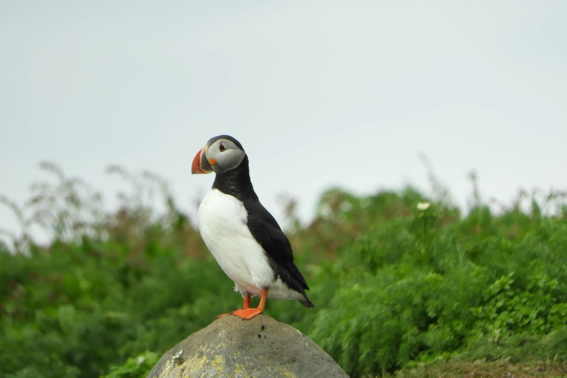 A single Puffin on a rock