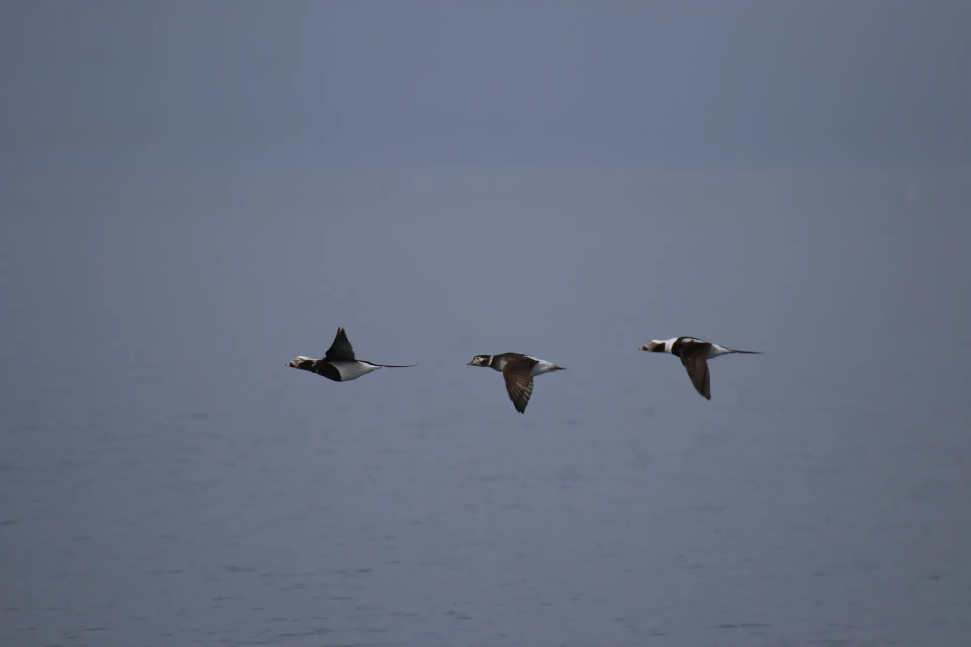 Three Long Tailed Ducks Flying