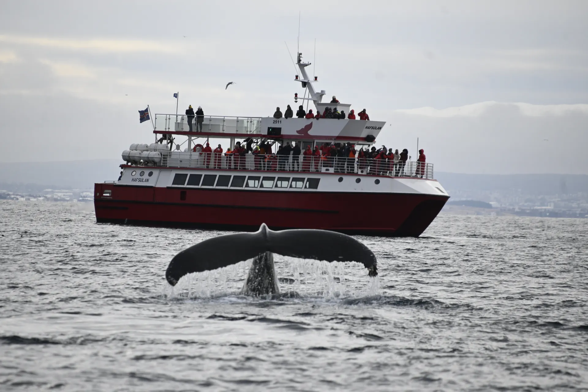 Humpback Whale diving in front of the classic boat Hafsulan