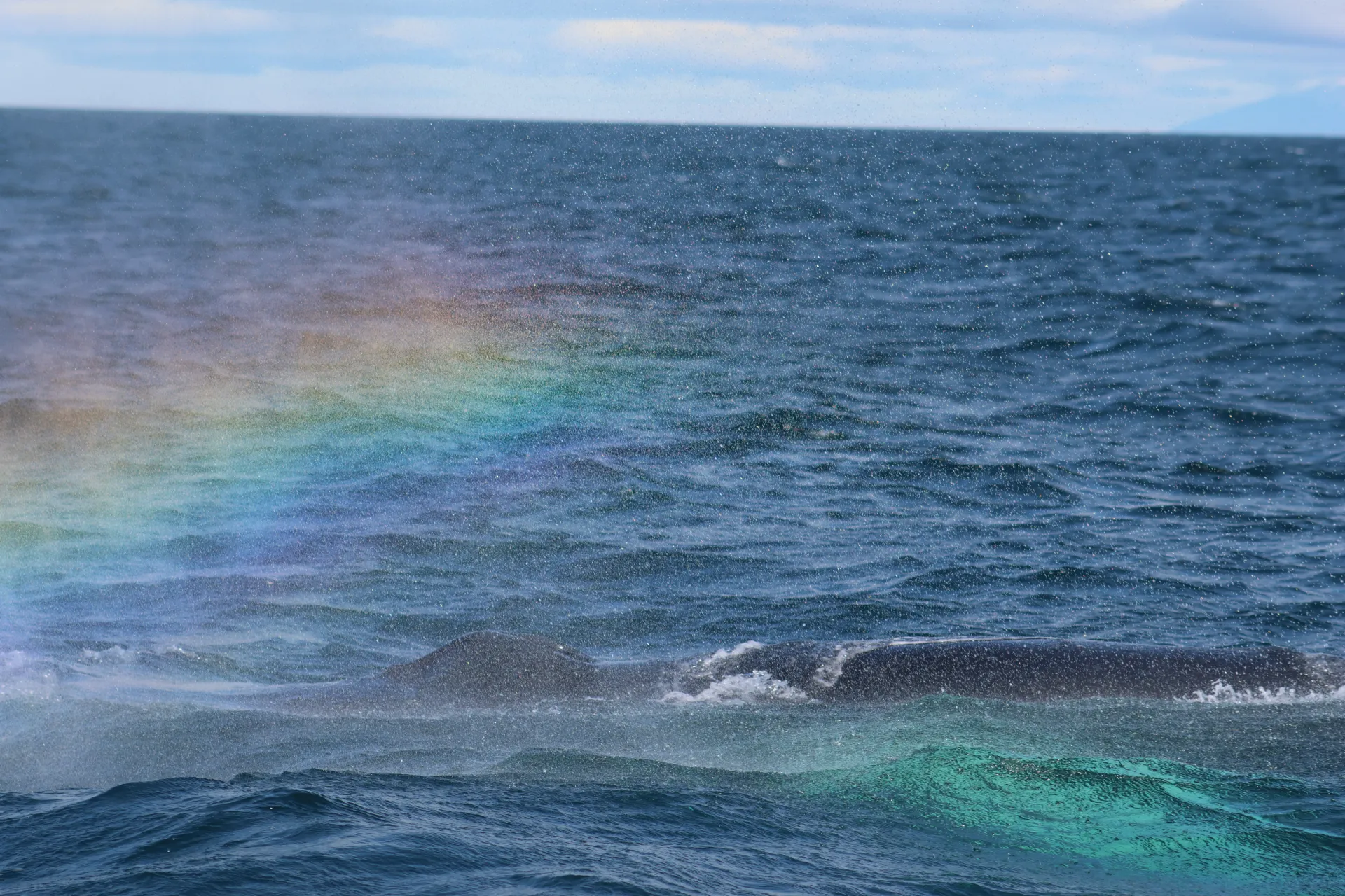 A Humpback Whale creating a rainbow through its blow and the sea spray.