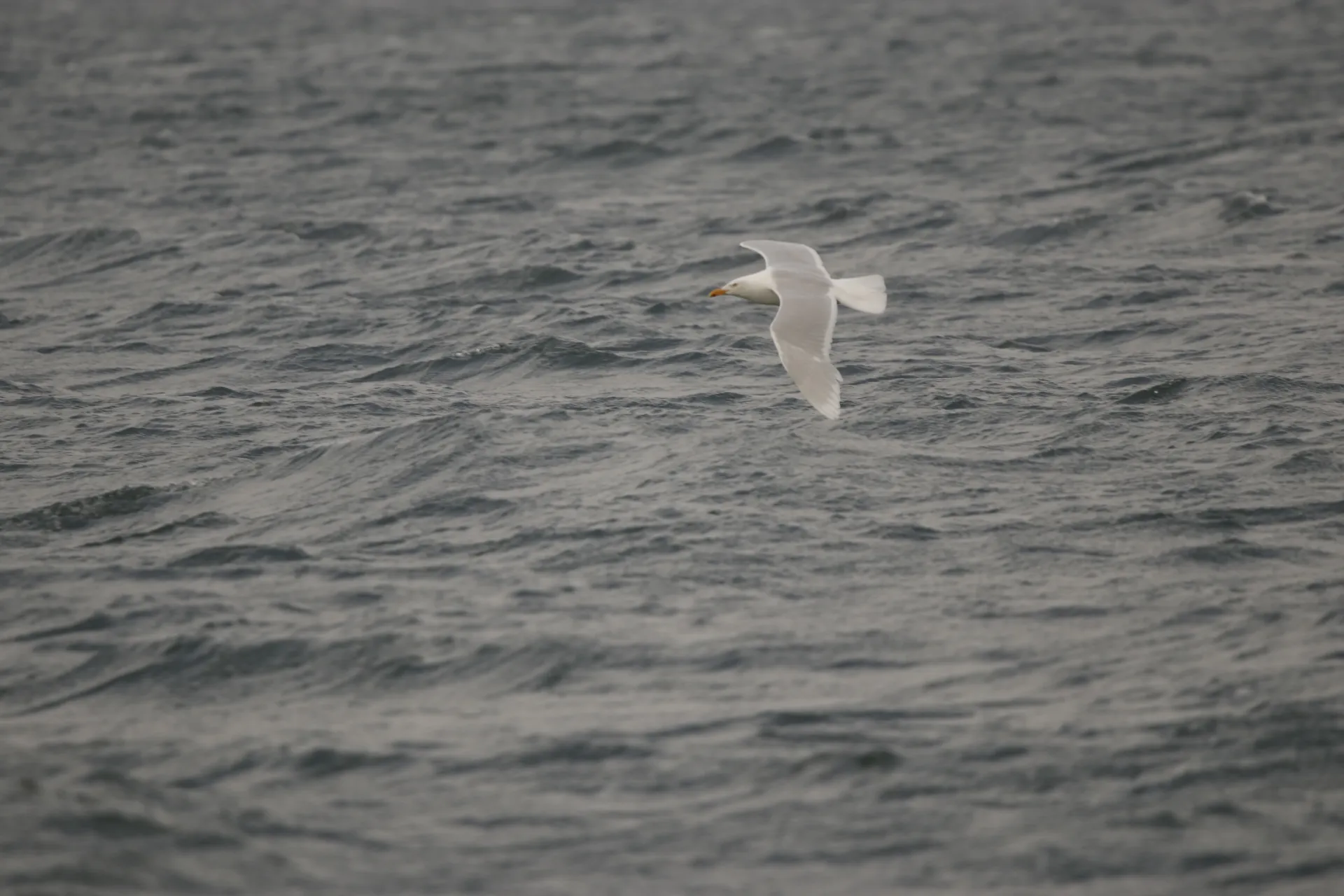 Glaucous Gull Flying