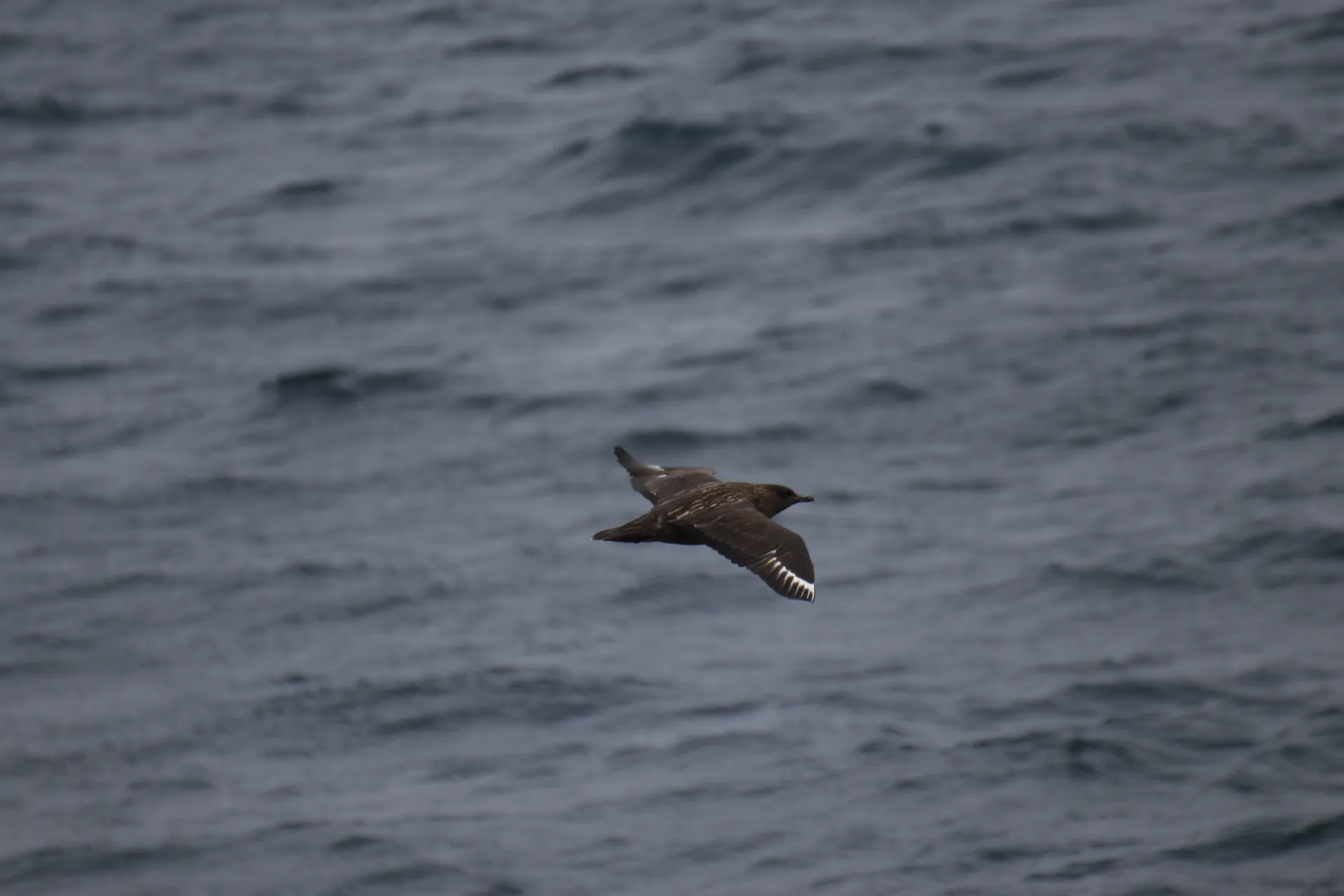 Great Skua Flying