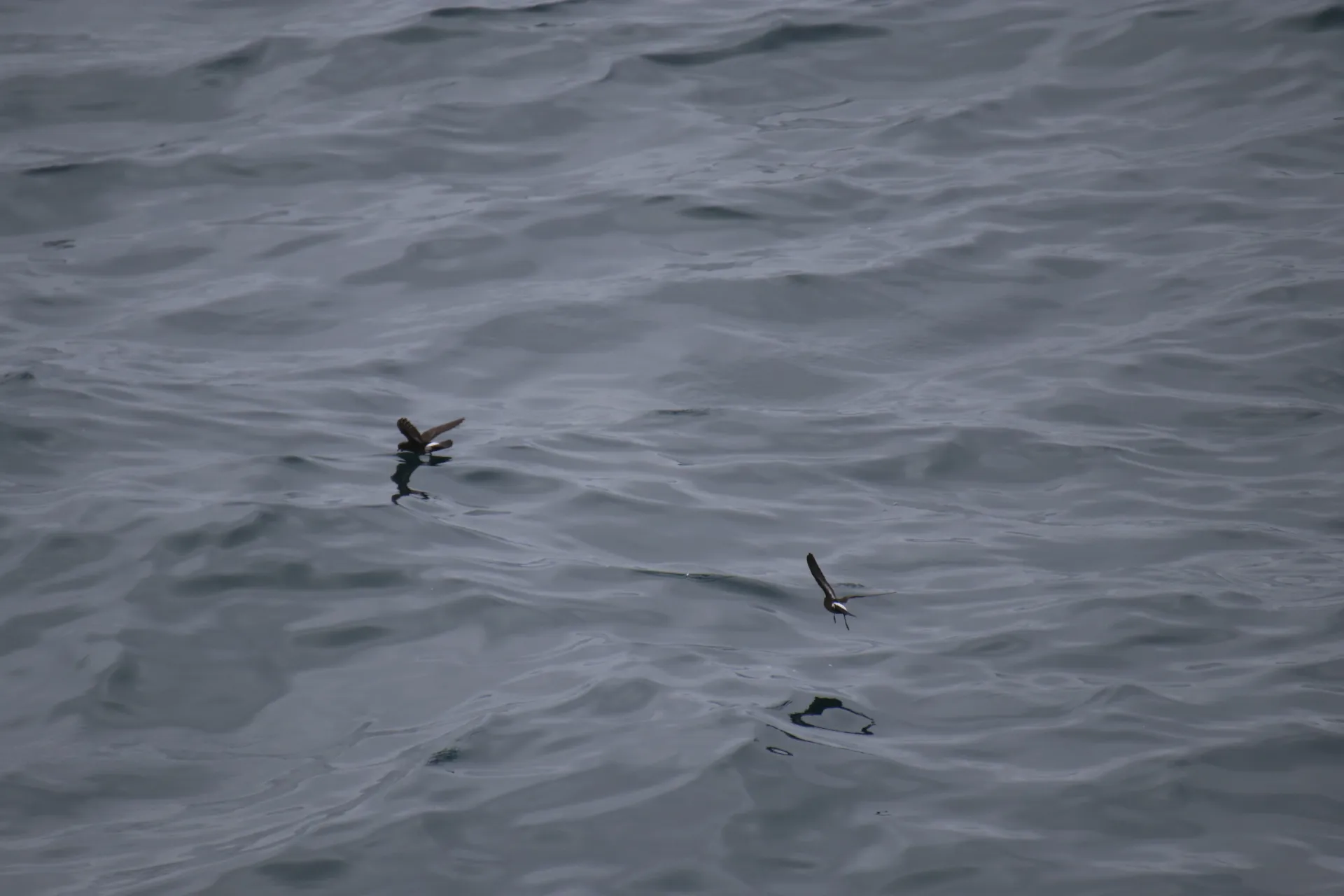 Two European Storm Petrels Flying