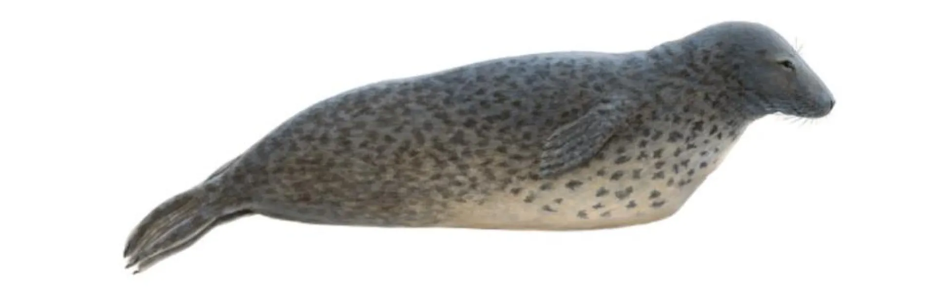 Grey Seal
