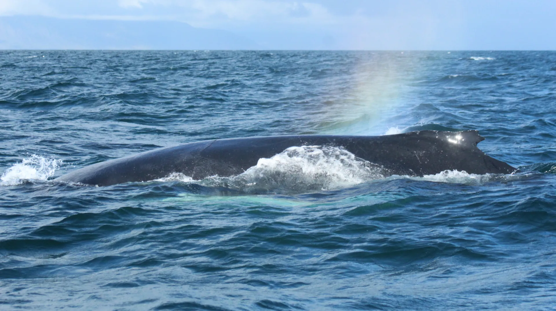 Main Diary Image