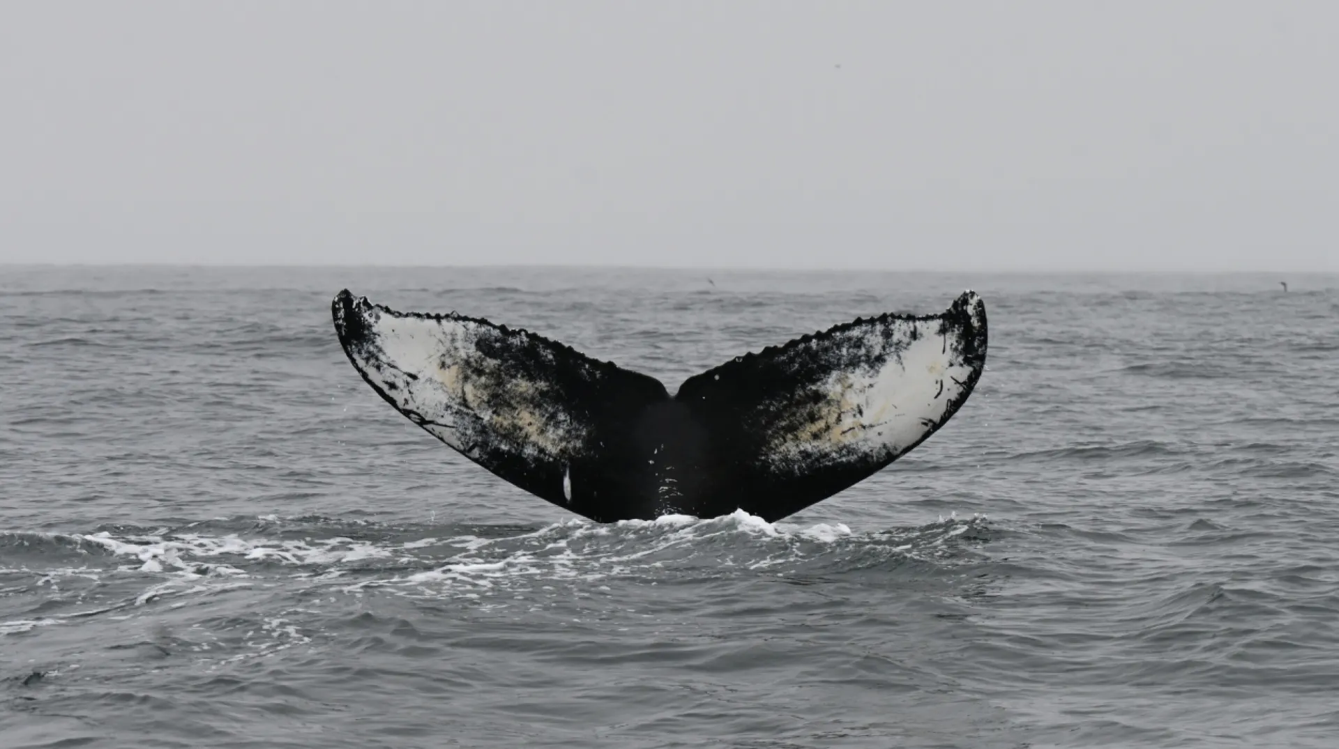 Main diary Image